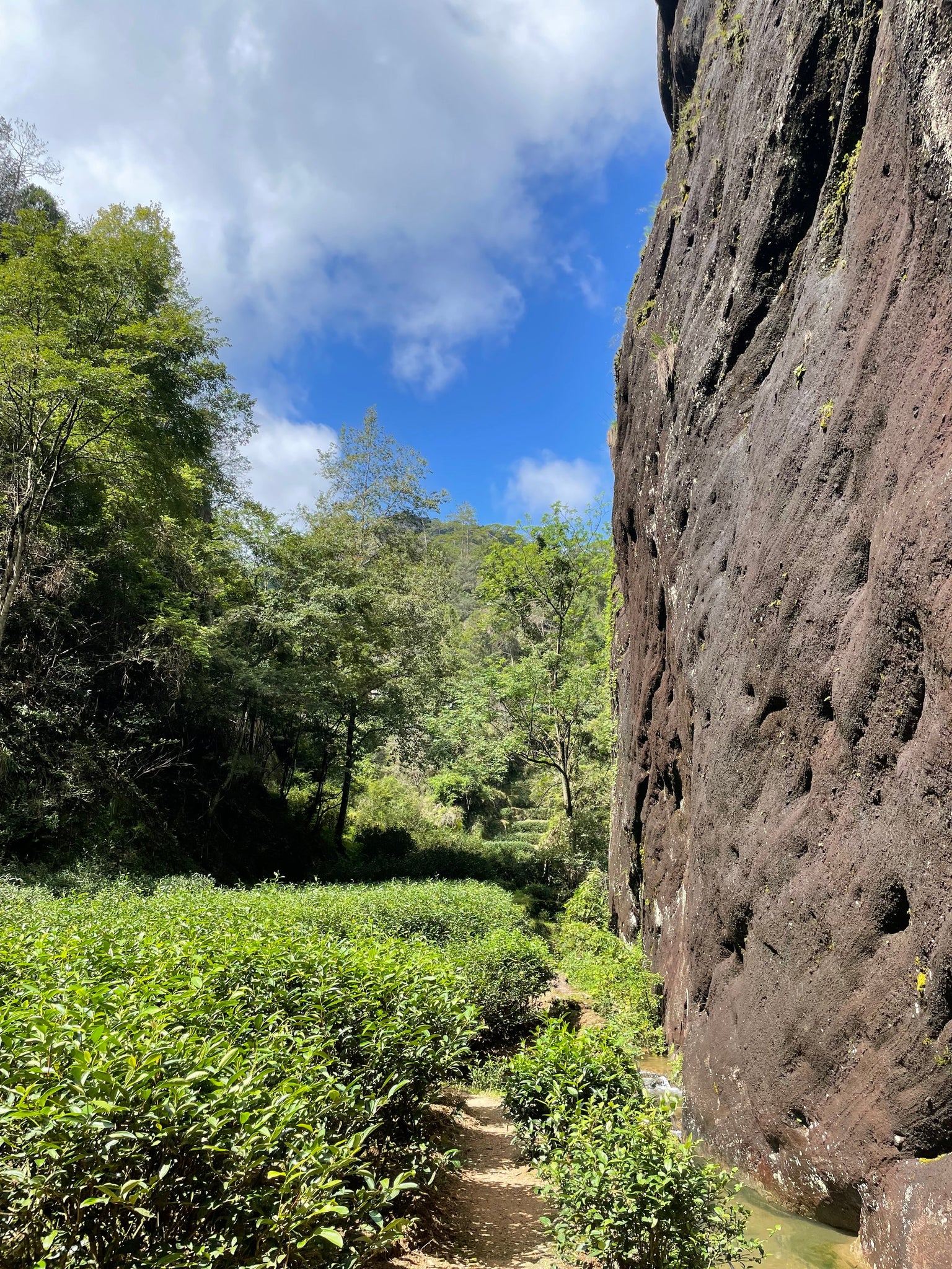 Sélection de thés des rochers 2025
