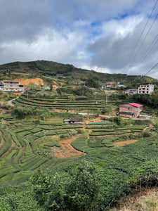 Offre Anxi Tie Guan Yin de Xi Ping - Le meilleur d'une tradition à prix cassé