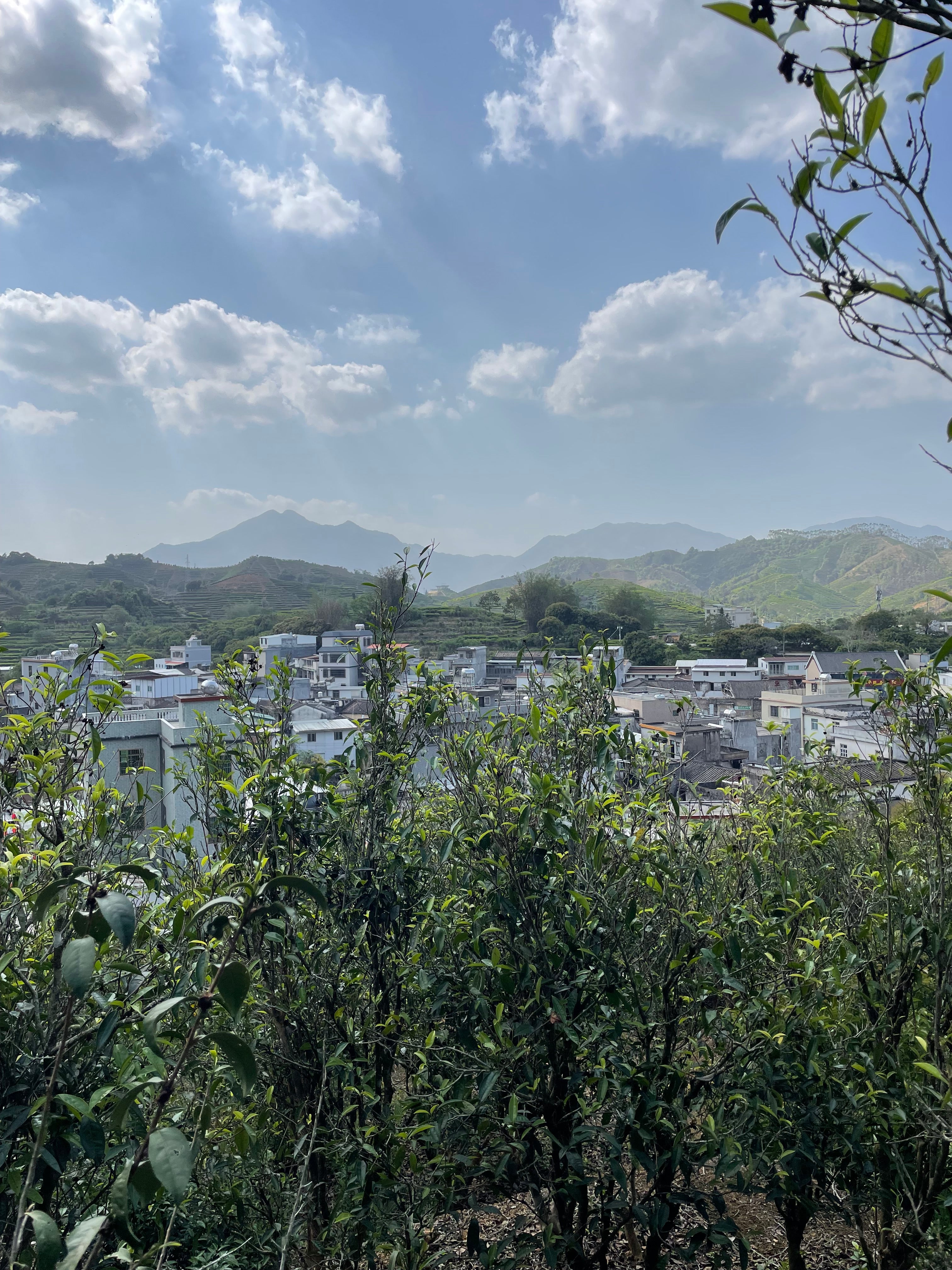 Qi Lan Xiang de Lingtou