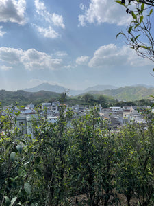 Qi Lan Xiang de Lingtou