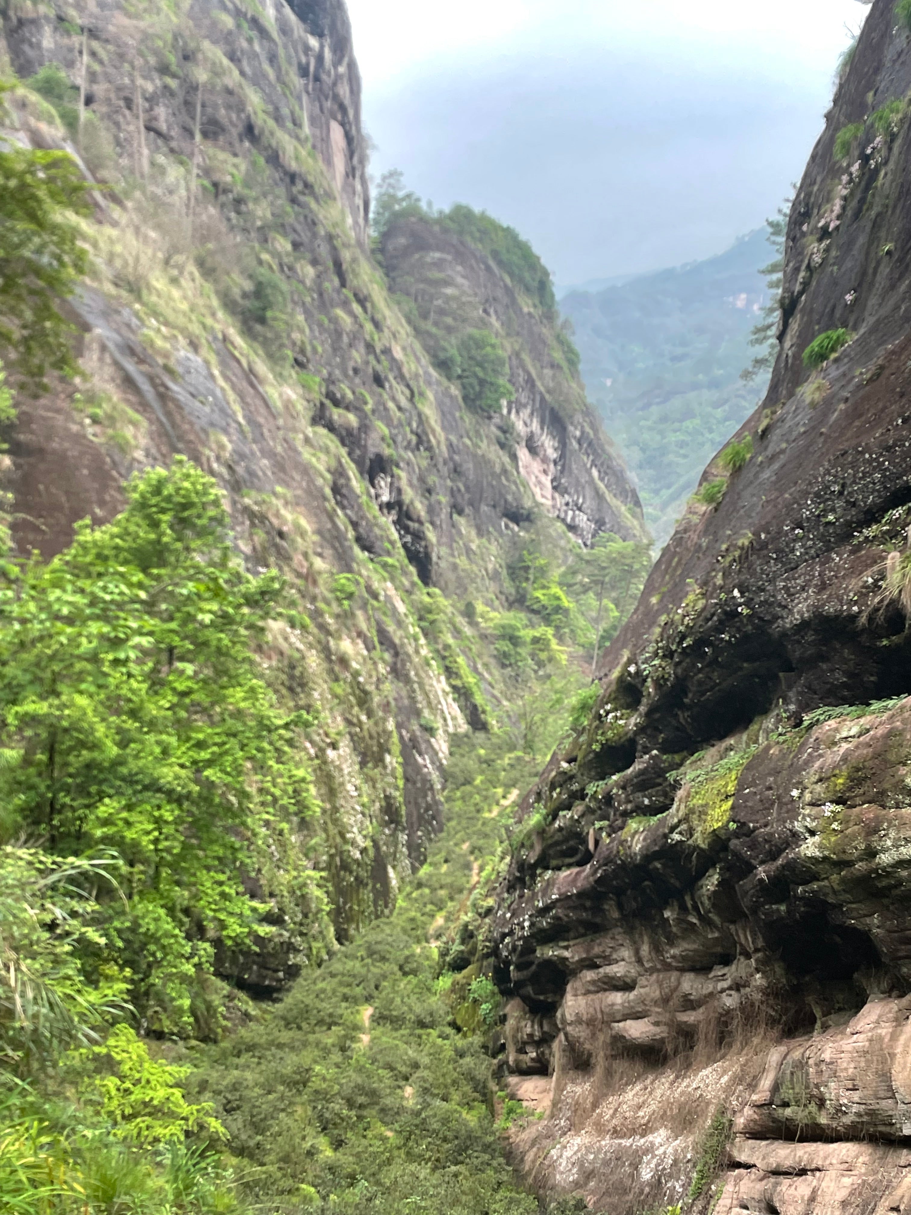 Vieux Tie Luo Han 2014