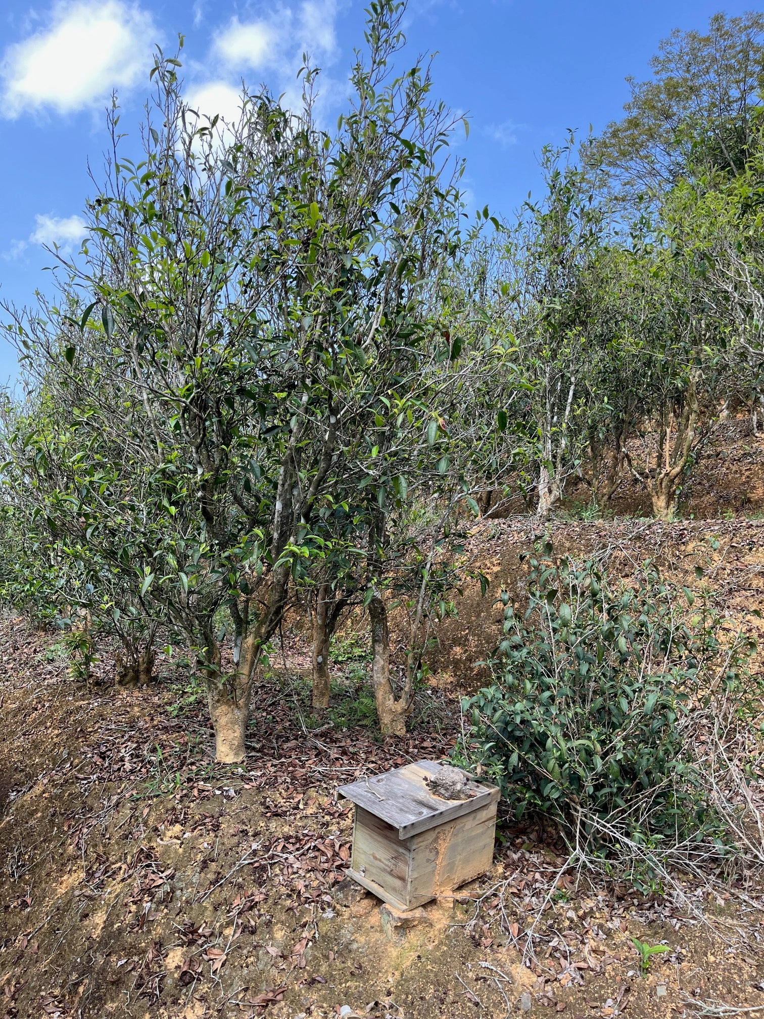 Qi Lan Xiang de Lingtou