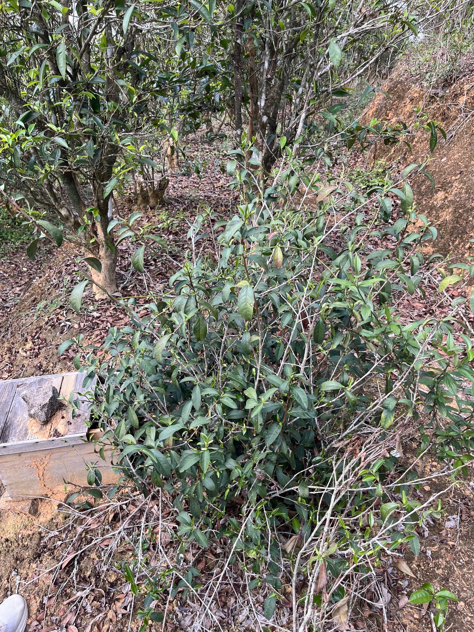 Qi Lan Xiang de Lingtou