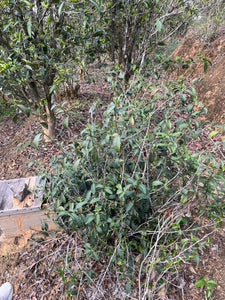 Qi Lan Xiang de Lingtou