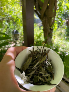 Huang Ye Bai Mu Dan 2025